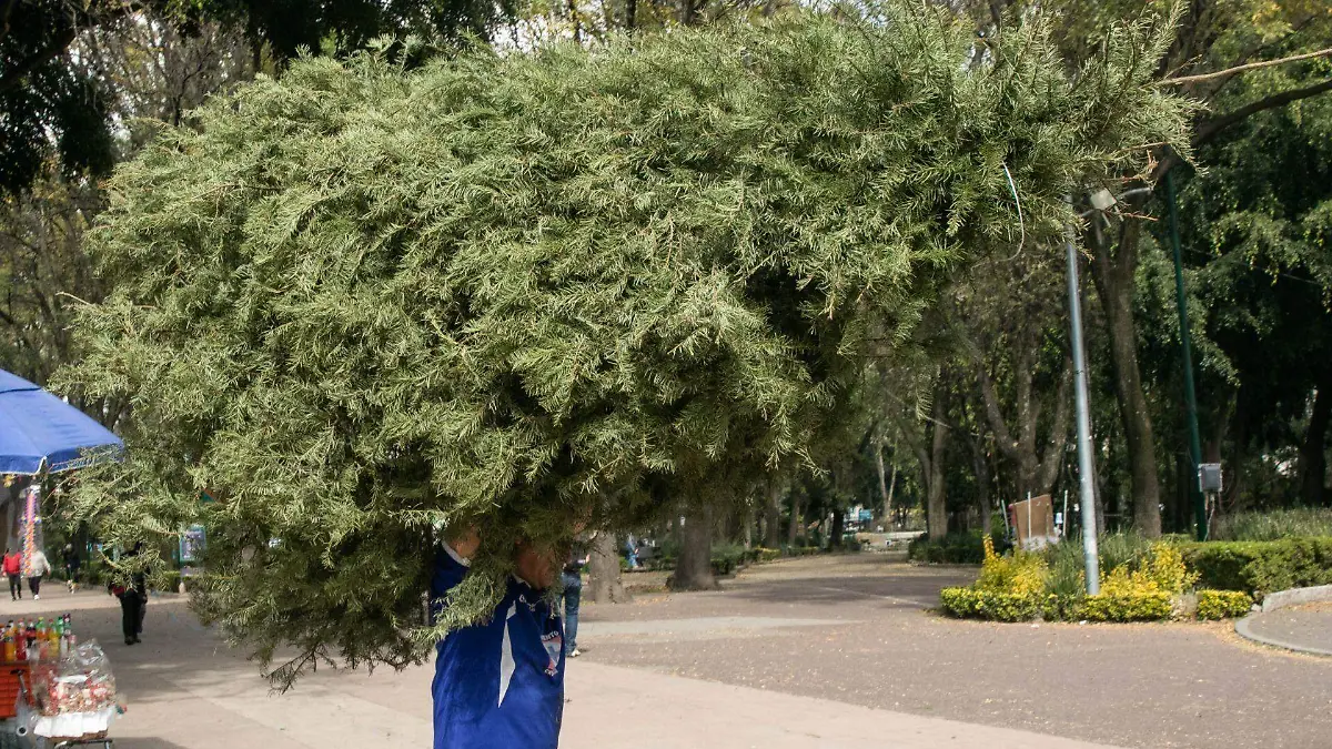 962416_Reciclaje Árboles de Navidad-4_web